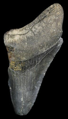 Partial, Serrated Megalodon Tooth - Georgia #48946